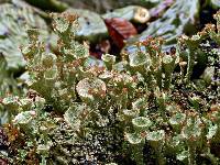 Cladonia grayi image