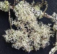 Pseudevernia cladonia image