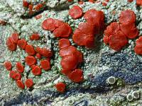 Ramboldia russula image