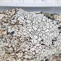 Lecanora oreinoides image