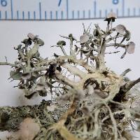 Ramalina willeyi image