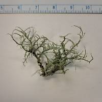 Usnea amblyoclada image