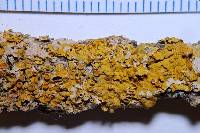 Xanthoria parietina image