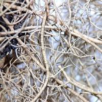 Usnea trichodea image