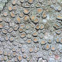 Lecanora chlarotera image