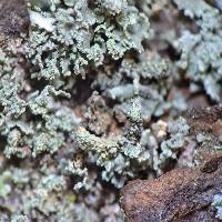 Cladonia ramulosa image