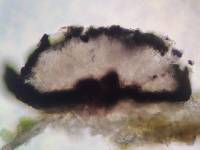 Melaspilea cupularis image