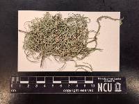 Ramalina stenospora image