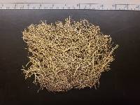 Cladonia subsetacea image