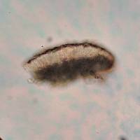 Catillaria nigroclavata image