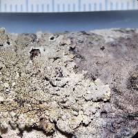 Myelochroa galbina image