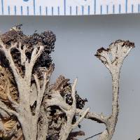Cladonia floridana image