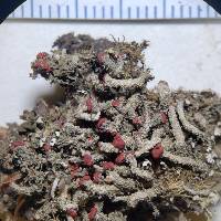 Cladonia floerkeana image