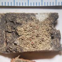 Lecanora pulicaris image