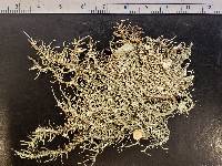 Usnea strigosa image