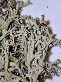 Cladonia leporina image