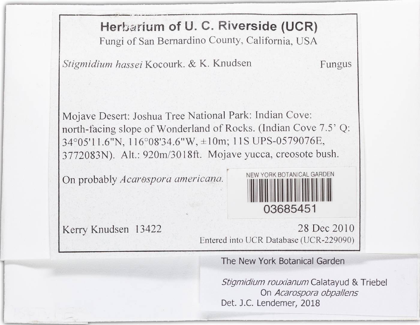 Stigmidium rouxianum image