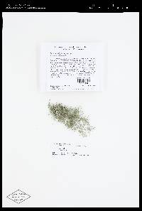 Usnea subgracilis image