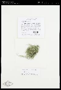 Usnea cornuta image