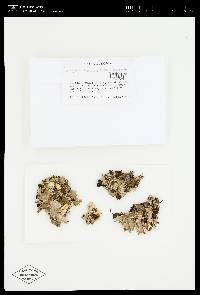 Peltigera rufescens image