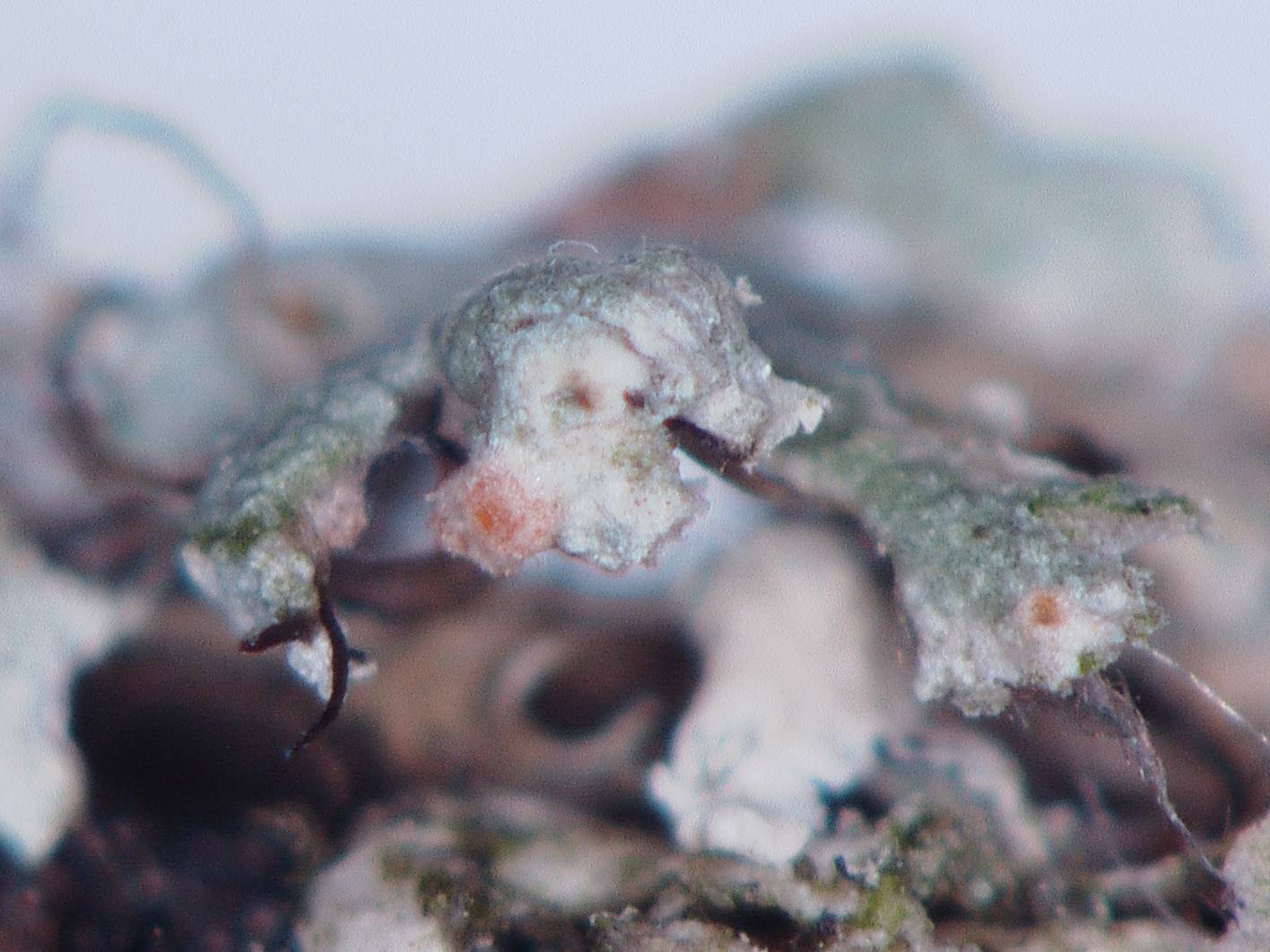 Ovicuculispora parmeliae image