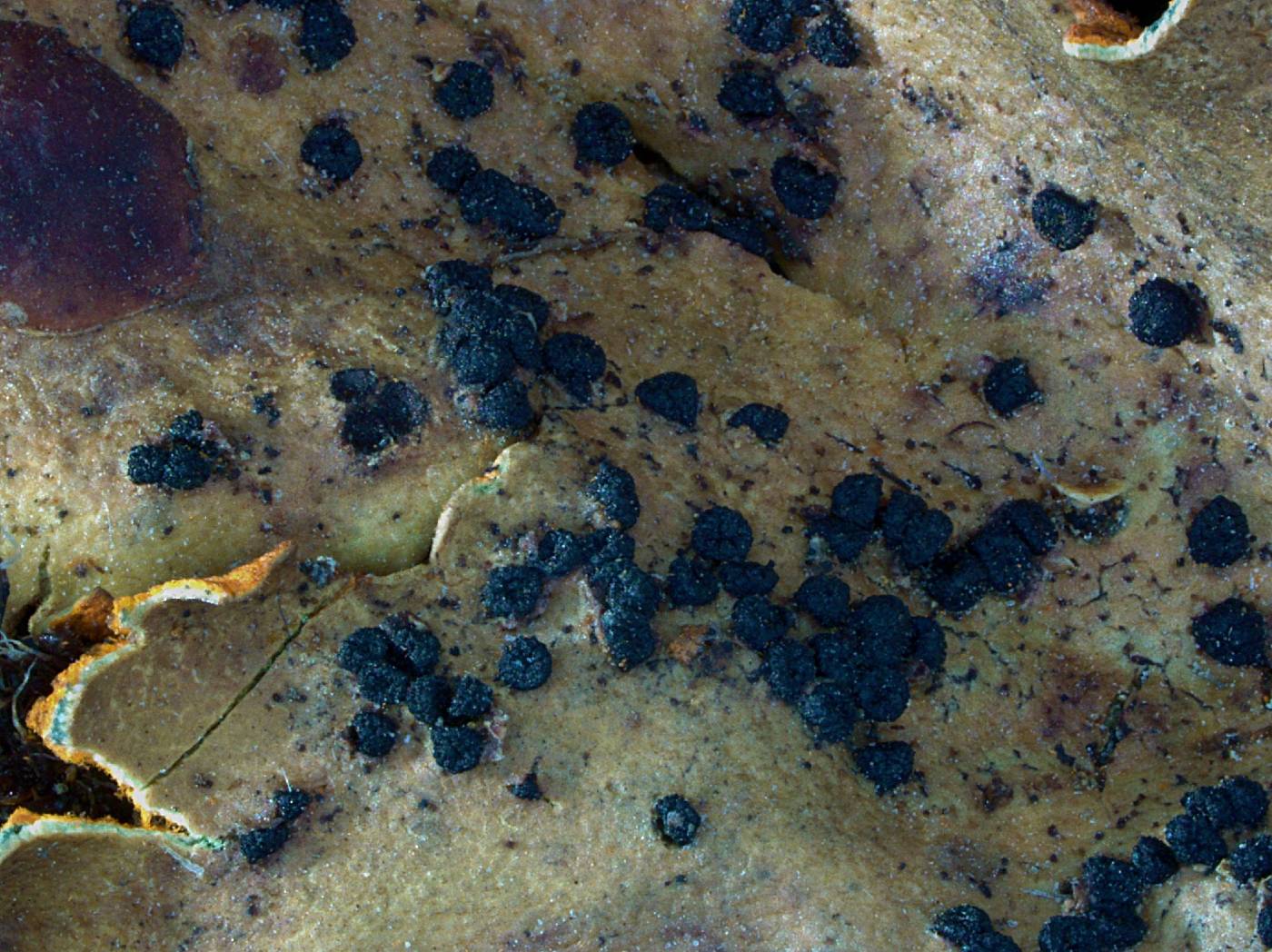 Rhagadostoma lichenicola image