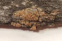 Lecanora symmicta image