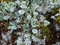 Cladonia pyxidata image