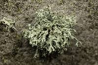 Ramalina pollinaria image