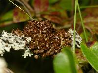 Tuckermanopsis sepincola image