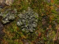 Peltigera didactyla image