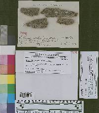 Arthonia asteriscus image