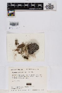 Siphula coriacea image