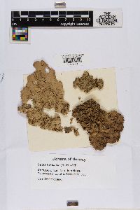 Lobaria virens image