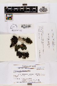 Collema complanatum image