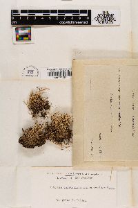 Cladonia capitellata image