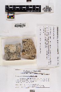 Lecanora subimmersa image