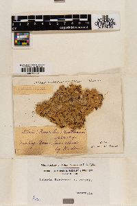 Lobaria hartmannii image