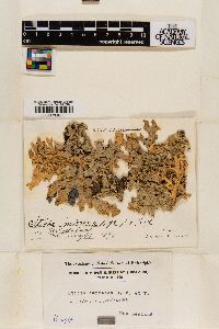 Lobaria immixta image