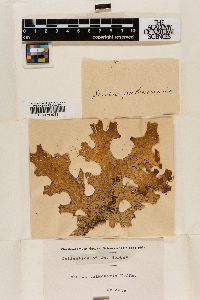 Lobaria pulmonaria image