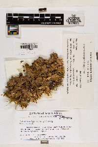 Lobaria retigera image