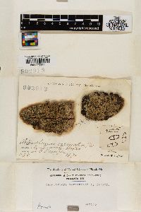 Megalaria versicolor image