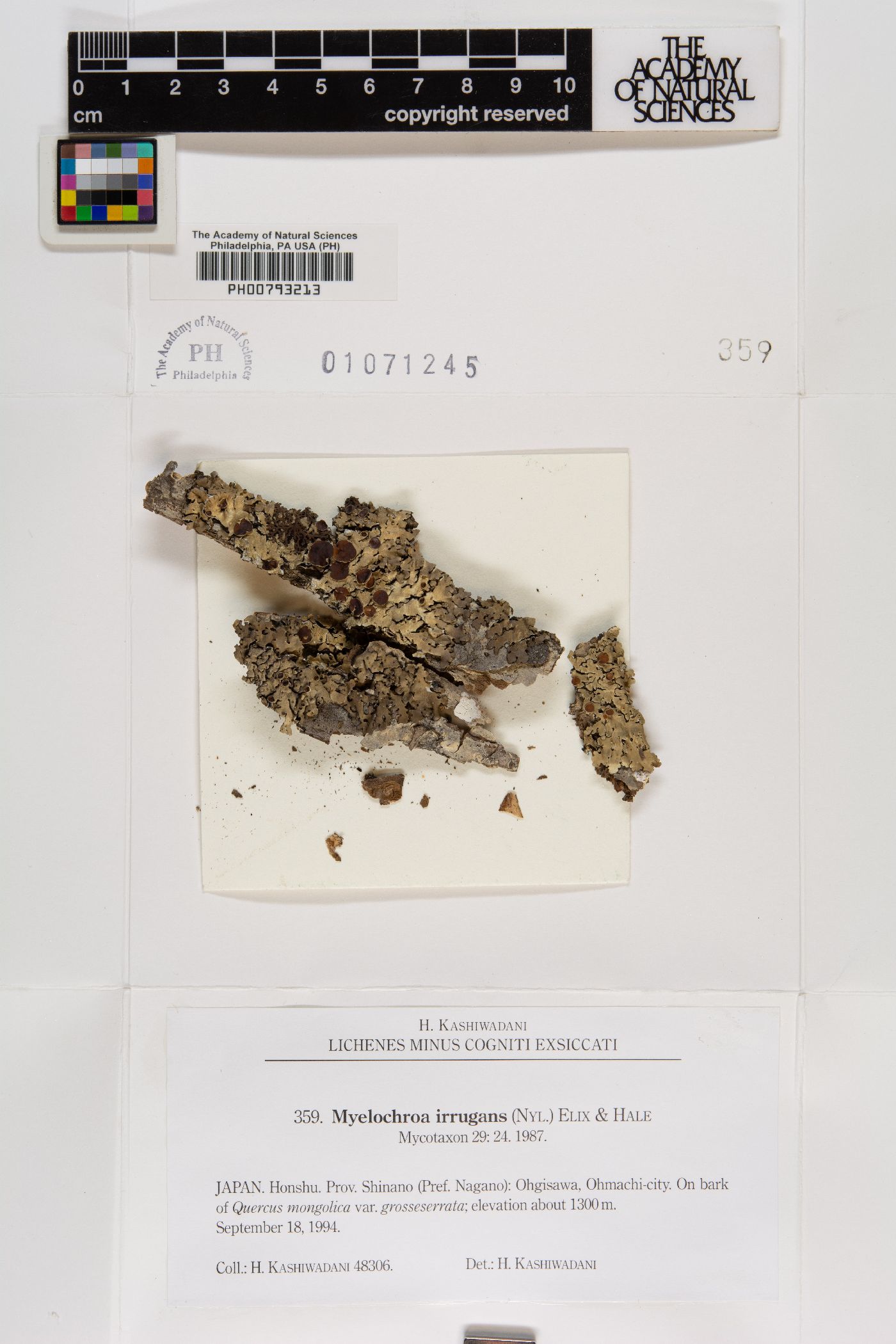 Myelochroa irrugans image