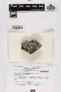 Lecanographa brattiae image