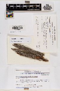 Alyxoria ochrocheila image