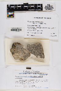 Pertusaria pseudocorallina image