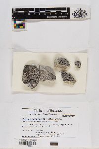 Placocarpus schaereri image