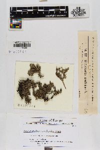 Stereocaulon dactylophyllum image