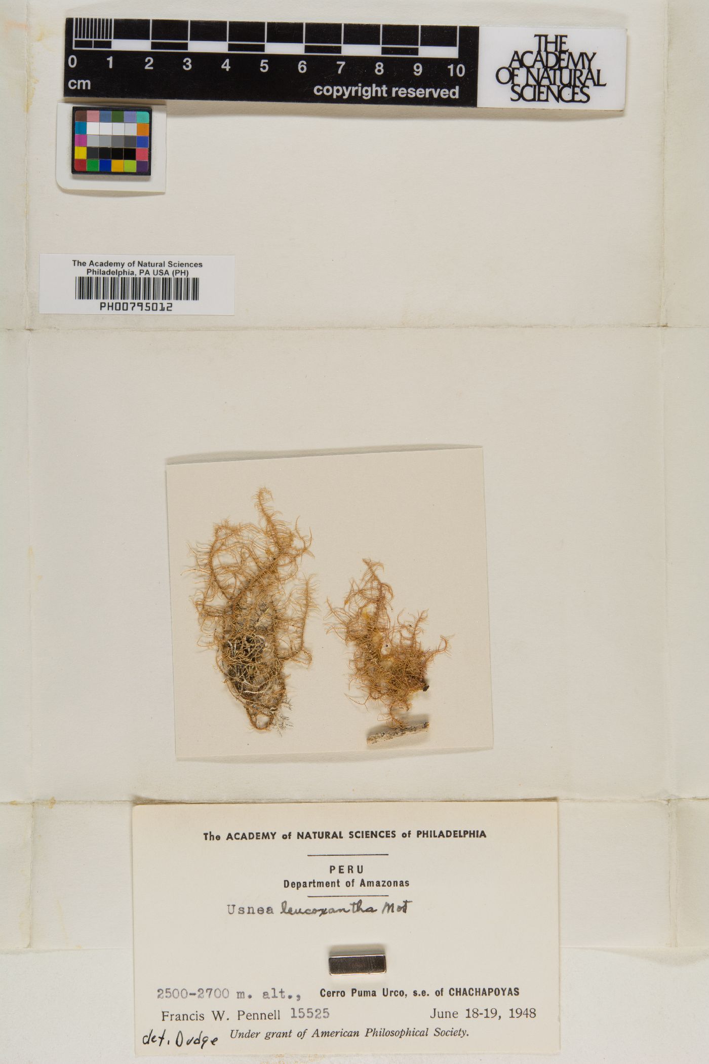 Usnea leucoxantha image