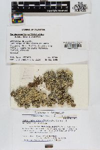 Xanthoparmelia callifolioides image